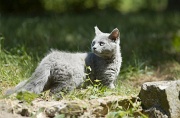 BRITISH SHORTHAIR C015